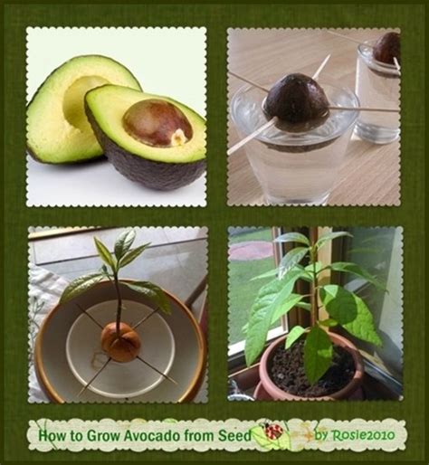 Master the Art of Planting Avocado Hass in 10 Simple Steps